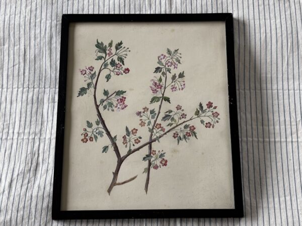 Old, botanical, watercolour